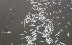 Fisheries Division rules out contamination in case of dead fish on Rockaway beach