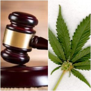 St. Joseph man fined $7,500 for cultivation of over 1,000 cannabis plants