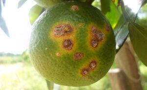 Citrus canker, the focus of simulation exercise to address plant health challenges in Dominica
