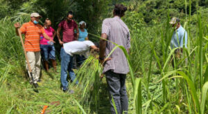 IICA-CBF EbA project provides green business training to improve livelihood opportunities in Dominica and Saint Lucia 