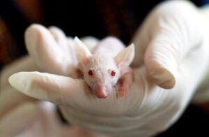 Not what you may think: scientists engineer strain of Covid-19 with 80% kill rate in mice