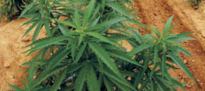 Rastafari Cooperative wants legal license for cannabis cultivation in Dominica