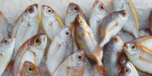 Fisheries industry projected to see an increase, utilizing FAD management system
