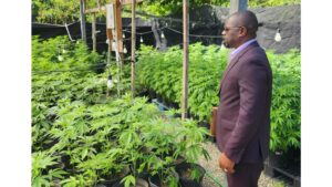 [Loop News] St Kitts and Nevis Cannabis Act now fully activated