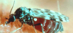 Flying pest wreaking havoc identified as biting midges; fumigation won’t work, says pharmacist