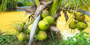 Once-thriving coconut crop set to be rehabilitated with intro of Brazilian dwarf variety
