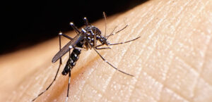 Dengue cases rising in the Caribbean