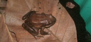 Dominica’s Crapaud disappearing in ‘fastest eradication ever recorded,’ scientists say
