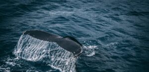 World’s first sperm whale reserve officially declared in Dominica