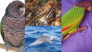Dominica’s wildlife on logos