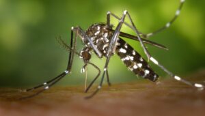 CARPHA to conduct surveys to understand knowledge, attitudes and practices related to mosquito borne diseases