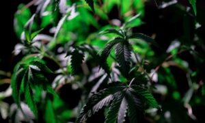 Dominican national charged for growing over 40 cannabis plants in Antigua