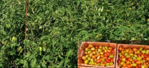 Field Trials for Sargassum-derived fertilizer on the horizon