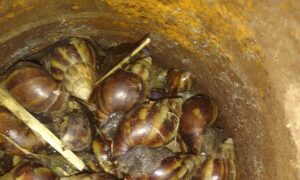 Fond Cole residents raise concerns over Giant African Snails