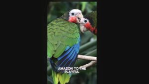 VIDEO: Dominica’s feathery gems