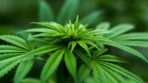 Antigua to clear criminal records for minor cannabis convictions