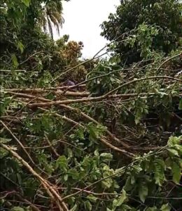VIDEO: Residents work to remove fallen trees in Giraudel