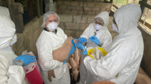 U.S. Department of Agriculture assists Barbados in African swine fever testing