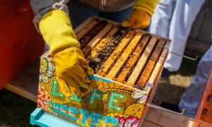 National Beekeepers Cooperative Society’s second limited mentorship programme now open