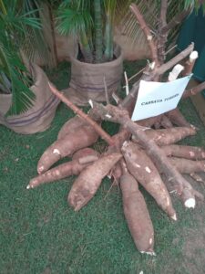 LIVE: Grand Opening of Manioc Festival in Kalinago Territory