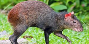Hunting season now open, say officials