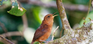 Six new endemic bird species recognized in the region