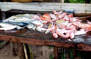 Fish from Dominica best in the region study shows