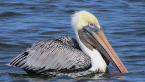 National birds of Caribbean territories