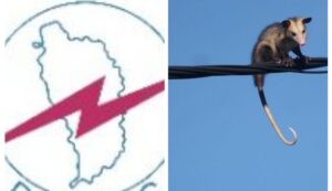 DOMLEC taking measures to prevent manicou-caused power outages in future