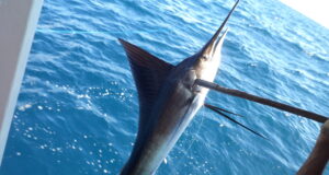 Dominican experts to participate in FAO regional fisheries workshop