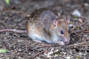 Leptospirosis in Dominica: essential facts and preventive measures for residents