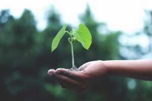 Forestry Division receives large contribution under biodiversity protection program