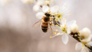 STATEMENT: President of the National Beekeepers Cooperative Society Ltd. issues call to action on World Bee Day 2025