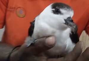 Dominica’s ‘Dyabloten’ bird discoveries, Mondays, and the month of May