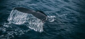 A Bill for an Act to establish a sperm whale reserve in Dominica goes to Parliament on Tuesday