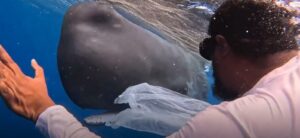 VIDEO: Good Samaritan saves baby sperm whale off Dominica’s coast