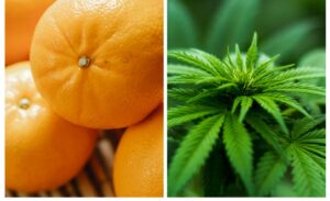 Finance minister talks agricultural investment; disease-free citrus stock and medical cannabis industry