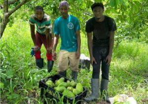FAO gets the ball rolling on GAPS certification for soursop in Grenada