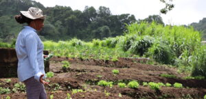 Food insecurity on the rise in the Caribbean, according to World Food Programme