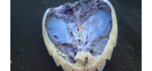 STATEMENT: Tourists discover slaughtered turtle – $1000 reward