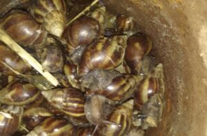 Public urged to help reduce spread of Giant African Snail (updated)