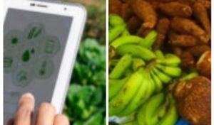 Youth in agriculture are key to future of health in Dominica, says Sen.Oscar George