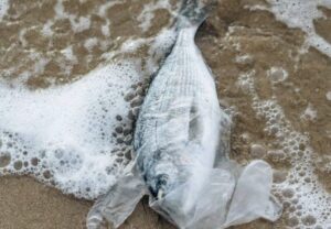 Wider Caribbean nations to convene in Jamaica for critical summit on marine protection