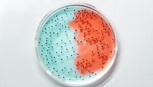 CARPHA celebrates global Antimicrobial Resistance (AMR) awareness week: Highlighting regional progress in combatting AMR
