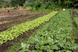 OP-ED: From Haiti to Dominica – Yves Joseph’s journey shows how labour migration fuels the Blue and Green Economy