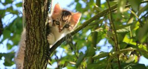 LETTER TO THE EDITOR: A cat in a tree and a lesson in public service – My experience with the Dominica Fire and Ambulance Service Station