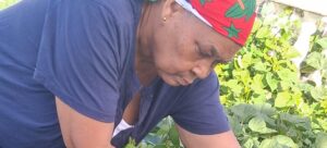 PRESS RELEASE:  Dominica’s Vanya David, a community leader who champions gender equality and healthy eating,  recognized by IICA as Leader of Rurality of the Americas
