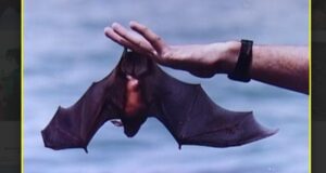 COMMENTARY: Bats – Flying pest controllers for some! A delicacy for others!