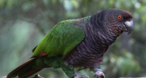 New initiative launched to enhance conservation efforts for the Sisserou Parrot