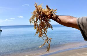 COMMENTARY: Harnessing the ocean’s wealth – How Brenton Mason turns the sea into sustainable livelihoods